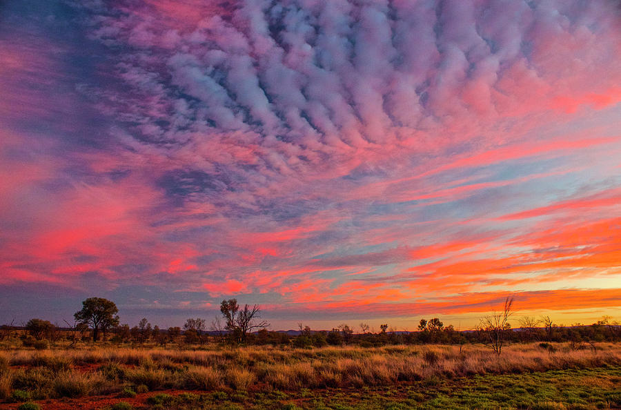 Outback Sunrise, Australia Photograph by Venetia Featherstone-Witty