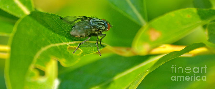 Outdoor Fly Photograph by Vivian Martin
