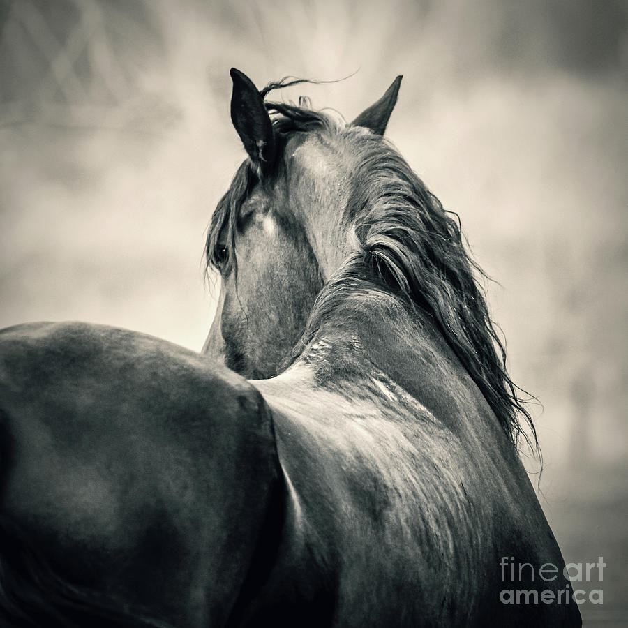 Outdoor profile horse head portrait Equestrian photography Photograph by Dimitar Hristov