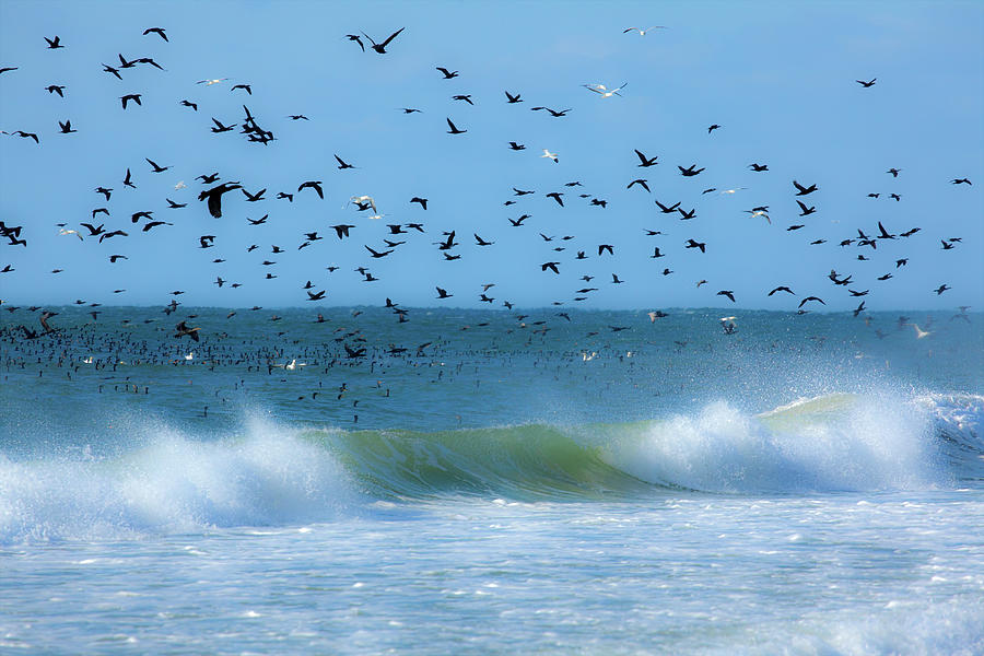 Outer Banks Birds Over Crashing Waves Photograph by Dan Carmichael