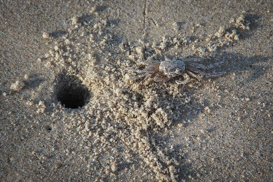 Outer Banks, Ghost Crab Photograph by Melissa Estep - Pixels