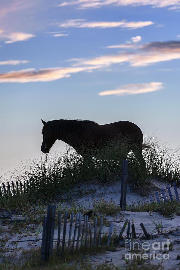 Outer Banks Mustang Photograph