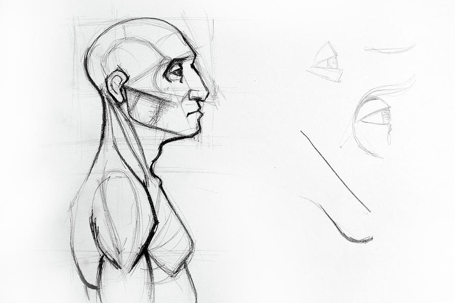 human skull profile sketch