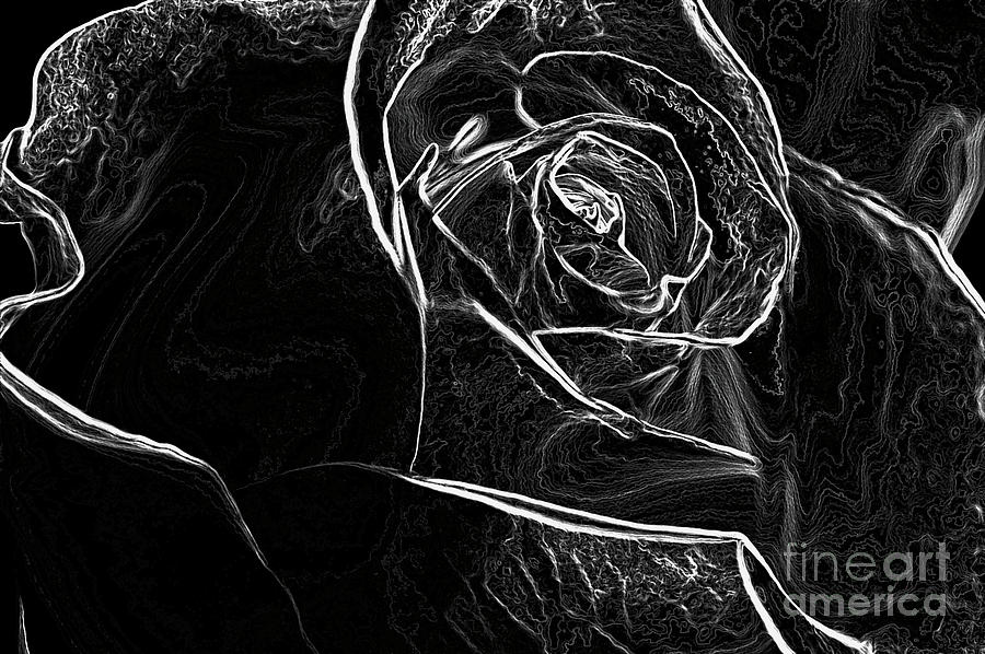 Outline Of A Rose Photograph