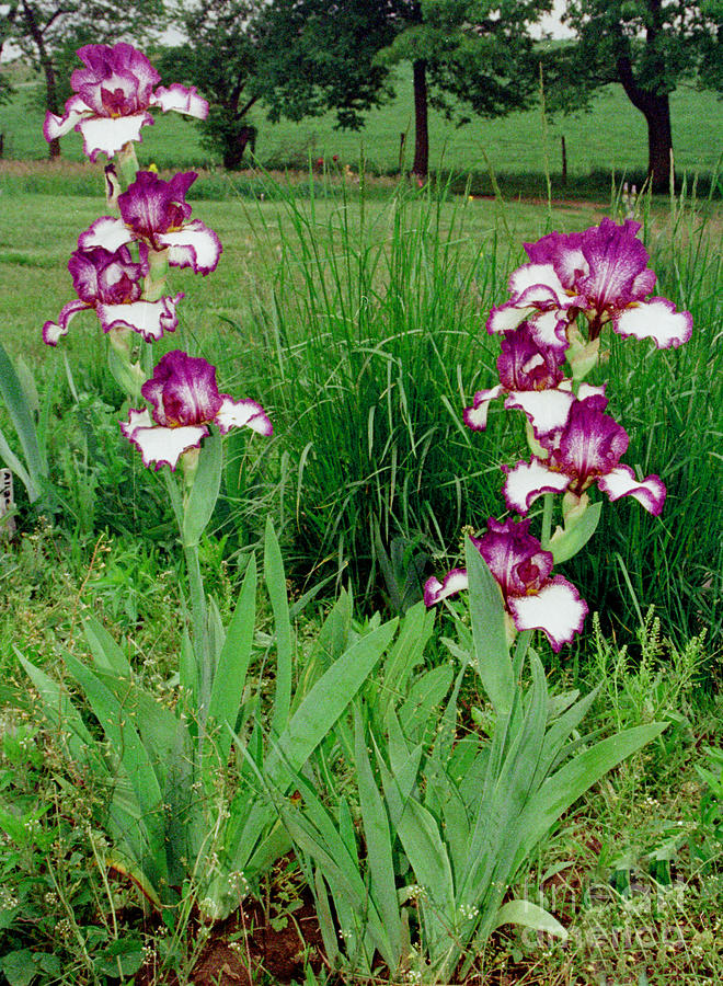Outlined Iris Photograph by Rex E Ater