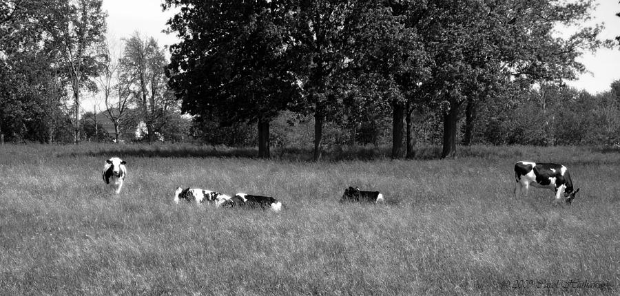Outstanding in her Field Photograph by Carol Hathaway