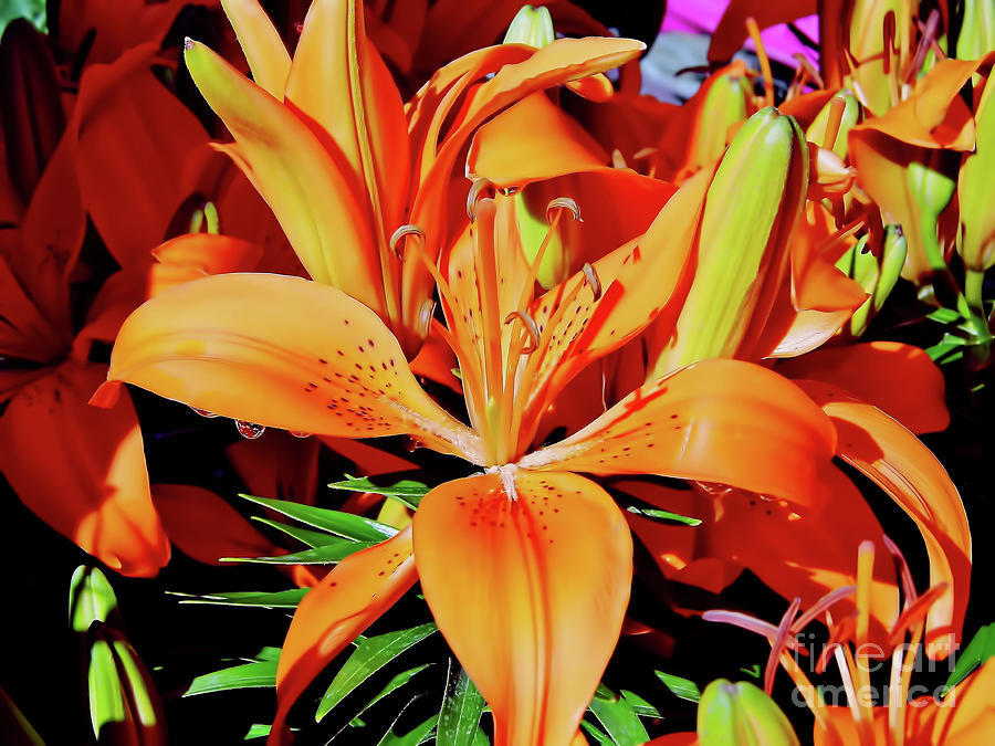 Outstanding Orange Tiger Lilies Photograph by D Hackett