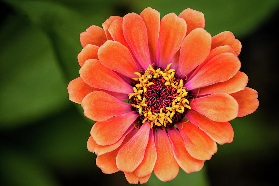Outstanding Zinnia Photograph by Don Johnson