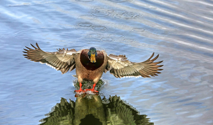 Duck Photograph - Outta My Way  by Donna Kennedy