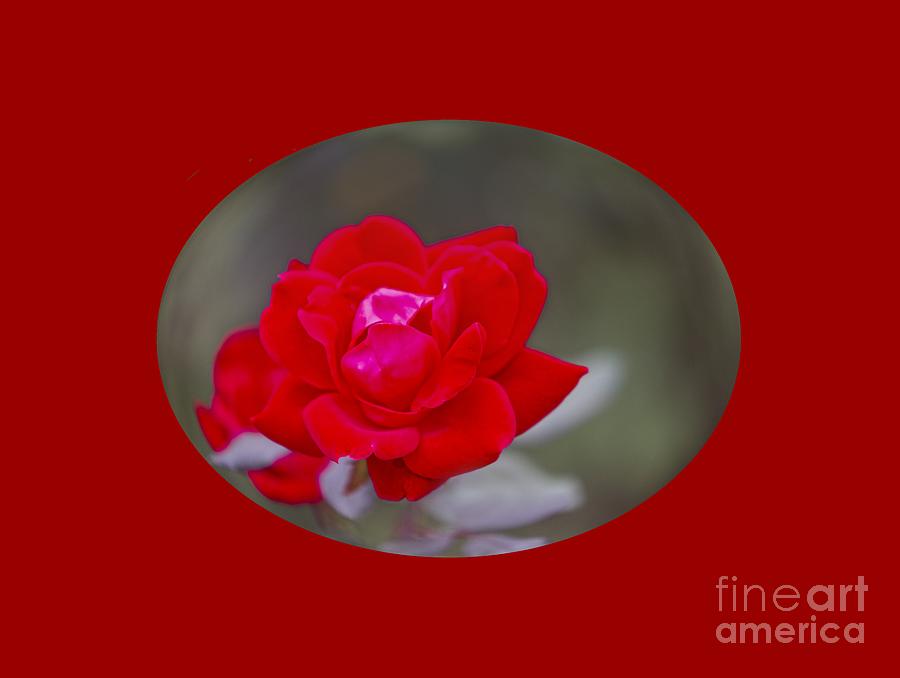 Oval Rose Motif Photograph by Linda Phelps