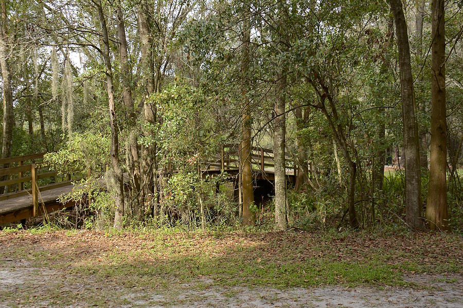 Over The Creek Photograph by Carol Bradley - Fine Art America