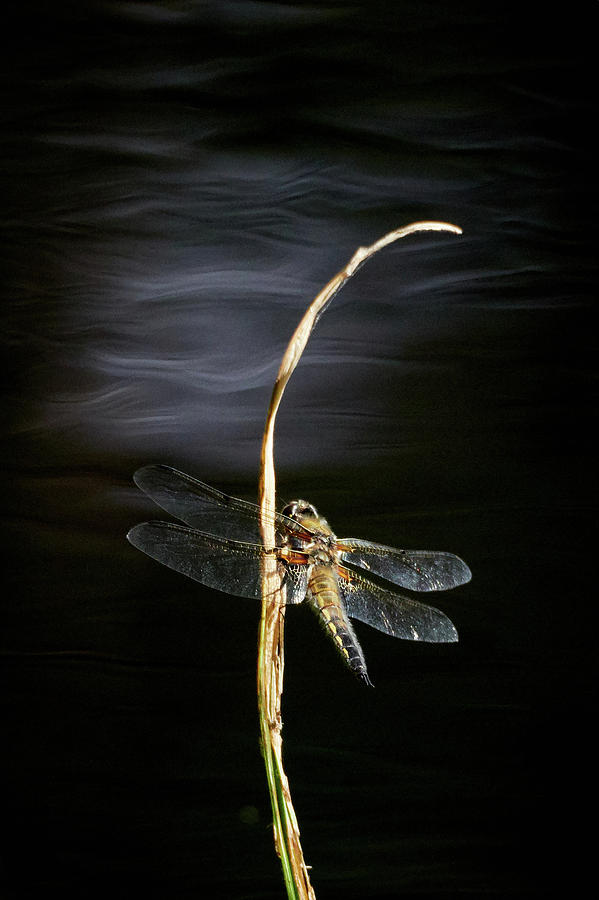 Over the dark waters. Four-spotted chaser Photograph by Jouko Lehto