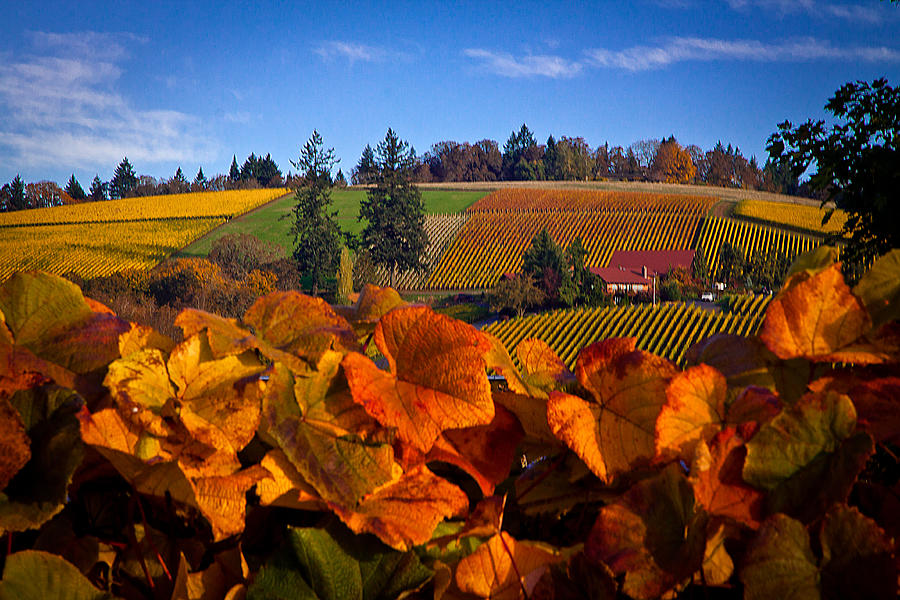 Fall Photograph - Over The Durant Vineyards by Marvin Mast