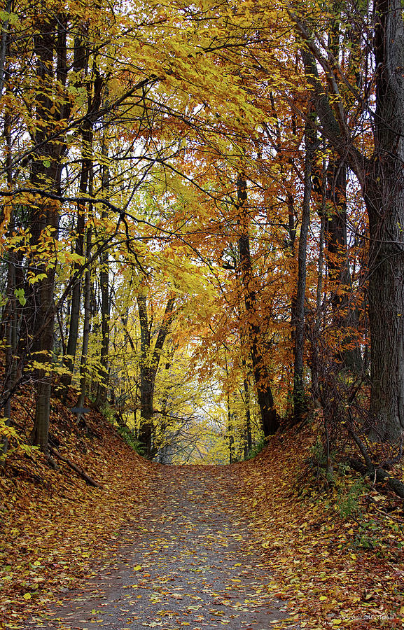 Over The Hill and Through the Woods in Autumn Photograph by Barbara McMahon