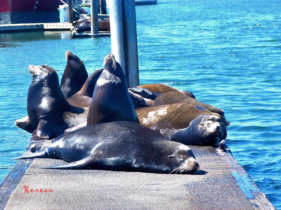 Over The Sea Lions Photograph by A L Sadie Reneau