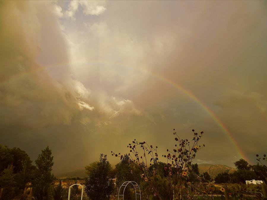 Tree Photograph - Over The Rainbow Garden by Deborah Moen