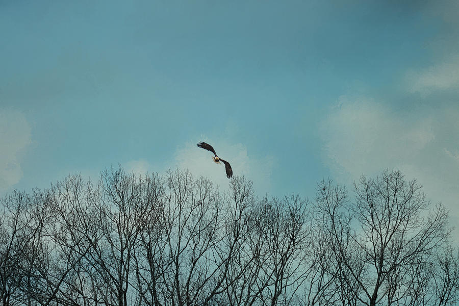 Eagle Photograph - Over The Treeline by Jai Johnson