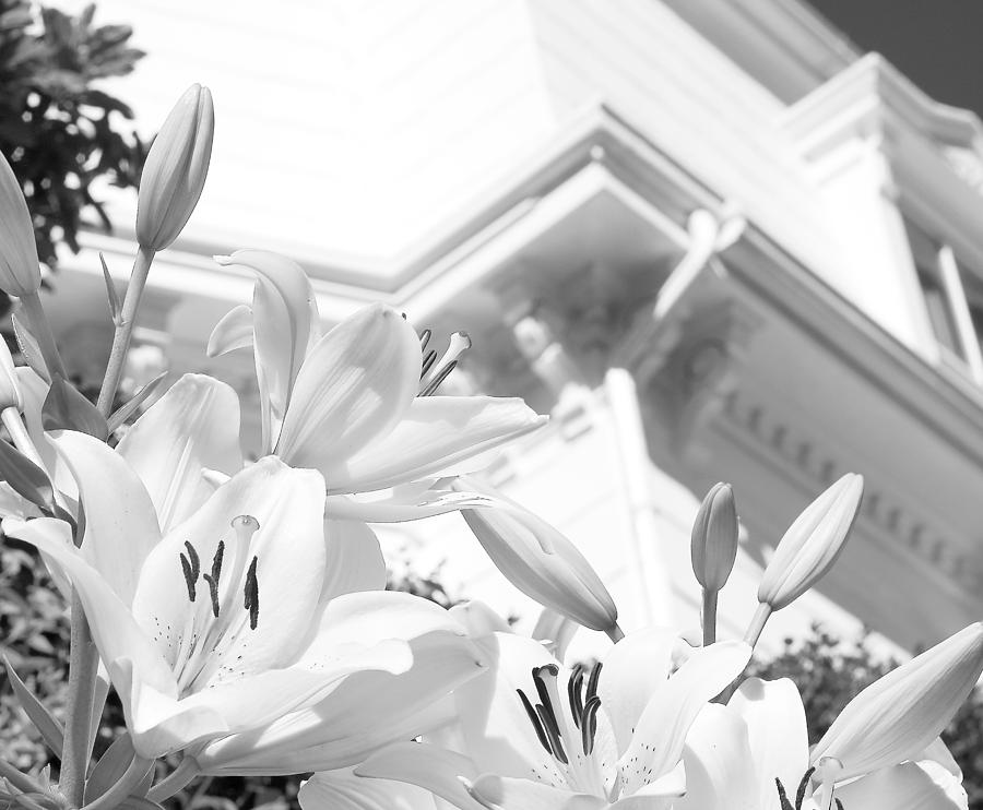 Over White Lily Black and White Flowers Photograph by Darius Aniunas