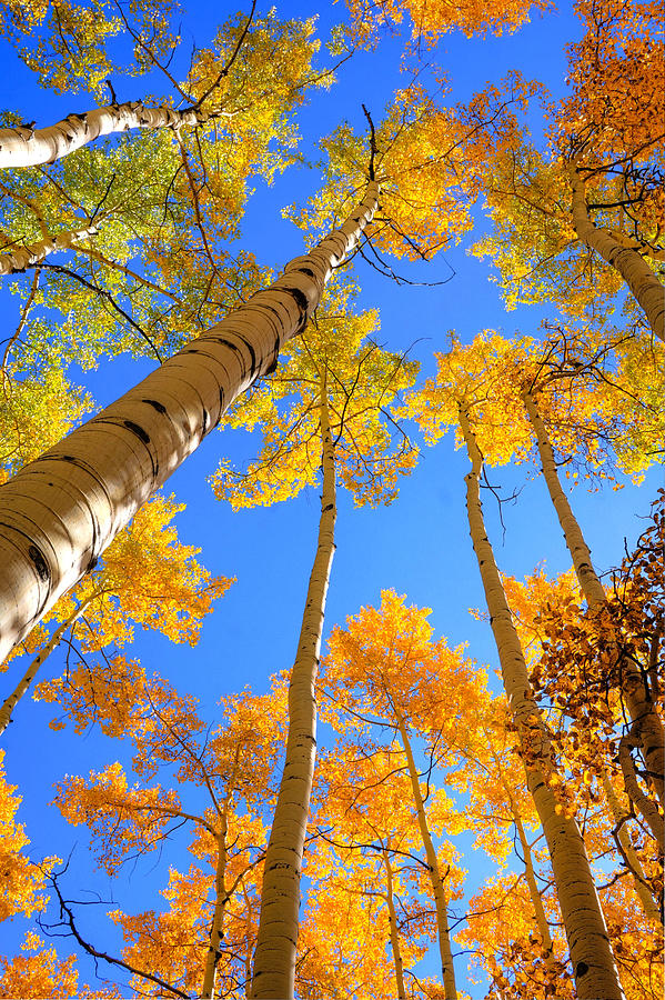 Over Your Head Photograph by David Ross - Fine Art America