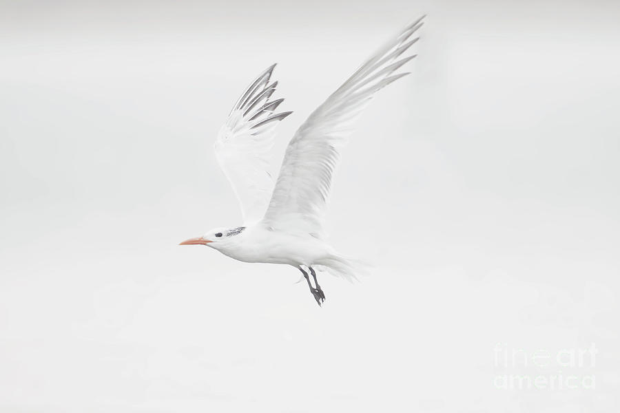 Overcast morning Tern  Photograph by Ruth Jolly