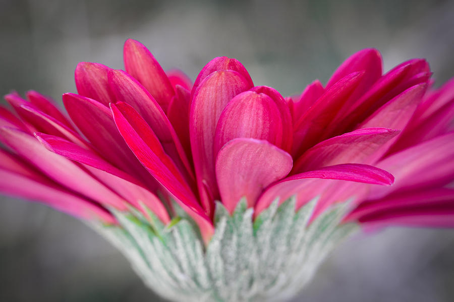Flower Photograph - Overfloweth by Jennifer Luzio
