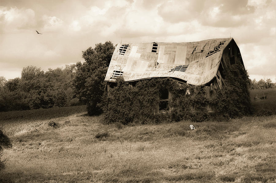 Overgrown Barn Photograph by Karl Anderson
