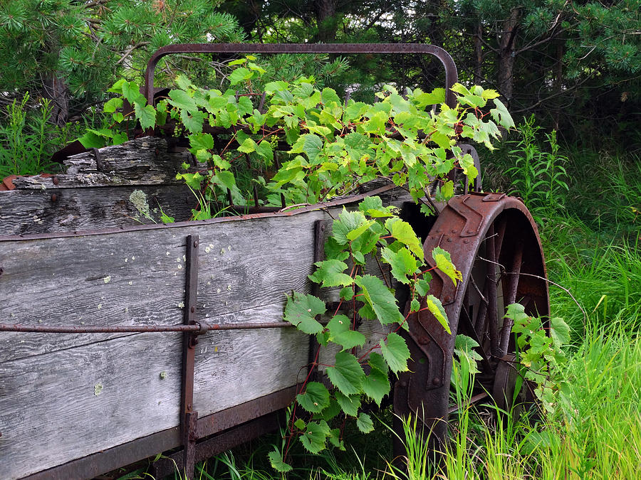 Overgrown Farm Implement Photograph by David T Wilkinson