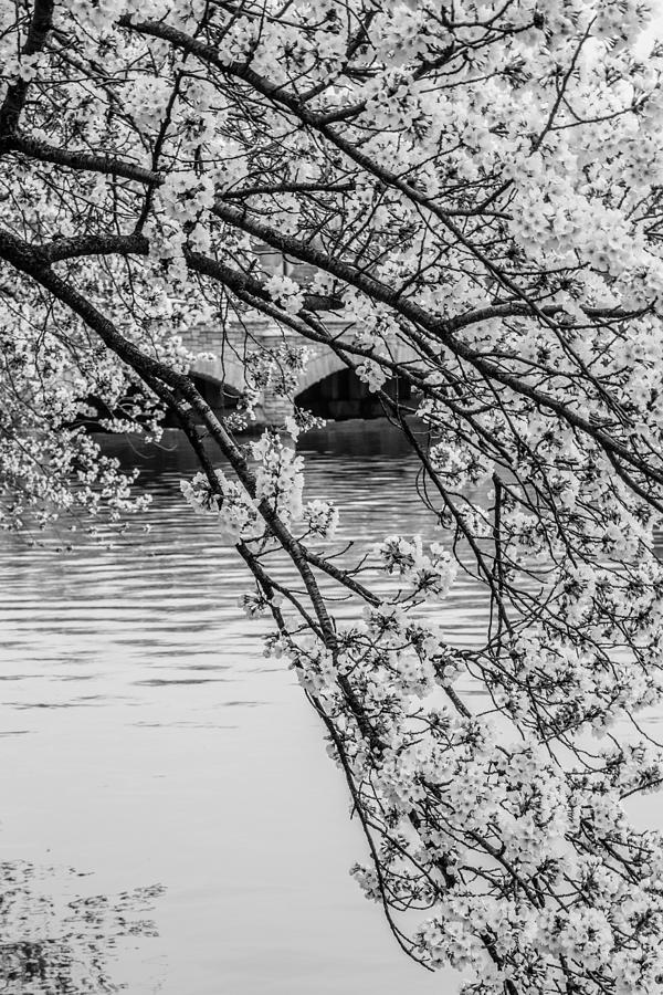 Overhanging Cherry Blossoms by Karen Saunders Overhanging Cherry Blossoms by Karen Saunders