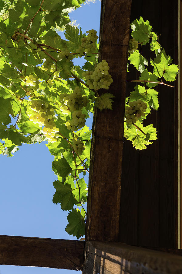 Overhead Grape Harvest - Summertime Dreaming Of Fine Wines - a Vertical View Photograph by Georgia Mizuleva