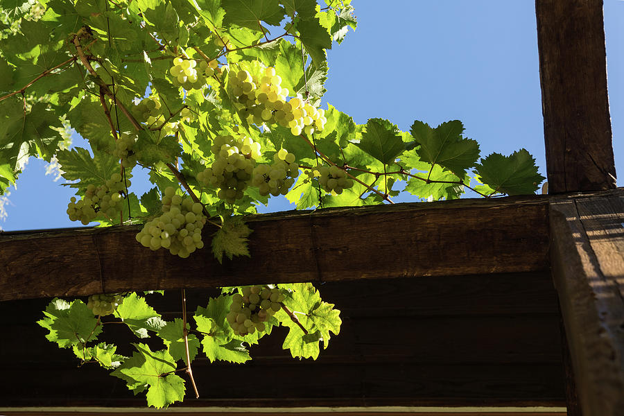 Overhead Grape Harvest - Summertime Dreaming of Fine Wines Photograph by Georgia Mizuleva