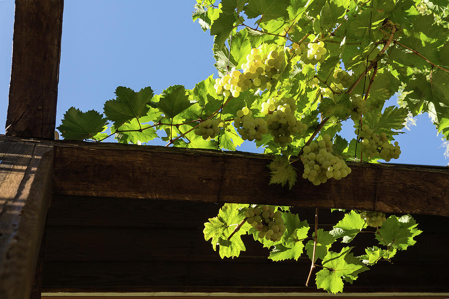 Overhead Grape Harvest - Summertime Dreams of Fine Wine Photograph by Georgia Mizuleva