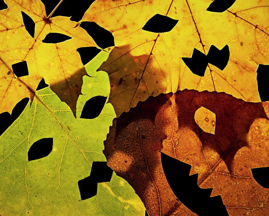 Overlapping Halloween Leaves Photograph by Susan Bandy