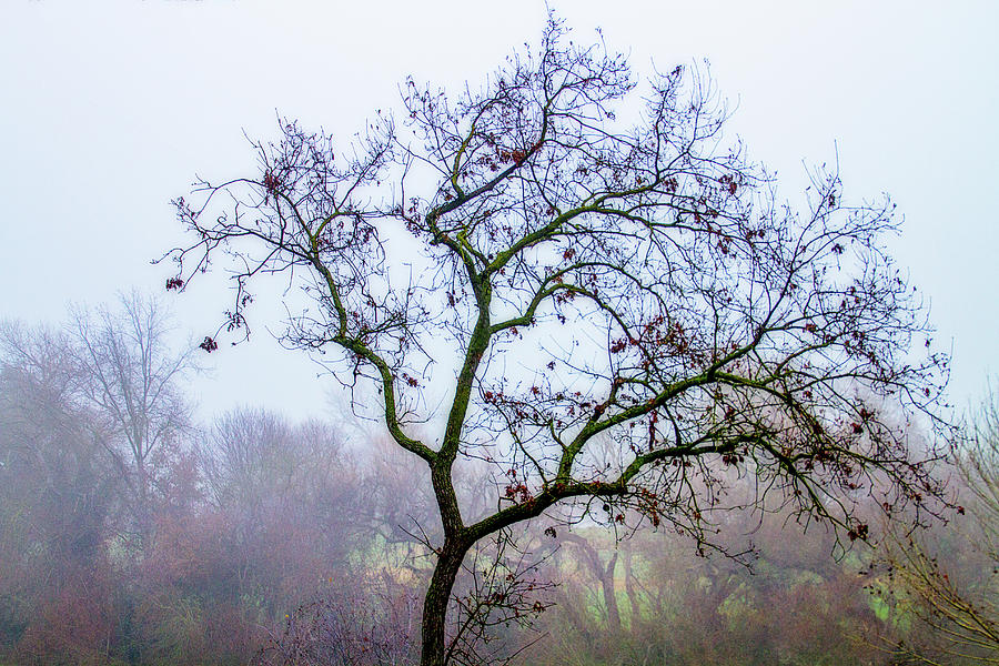 Overlook Tree 1 Digital Art by Terry Davis