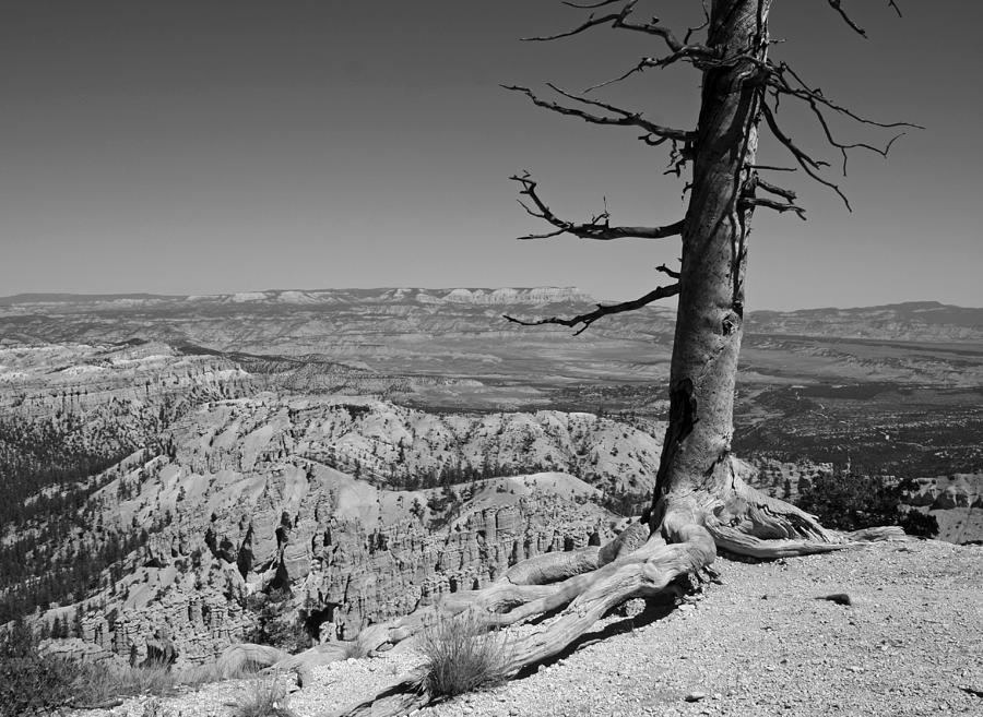 Overlooking Beauty in black and white Photograph by Kami McKeon