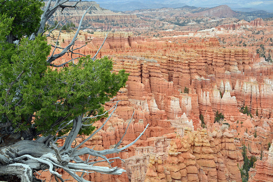 Overlooking Bryce Canyon Photograph by Bruce Gourley