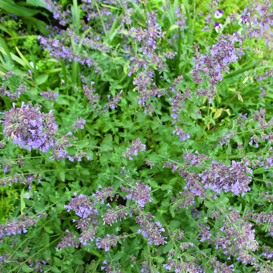 Overlooking Catmint Photograph by M E