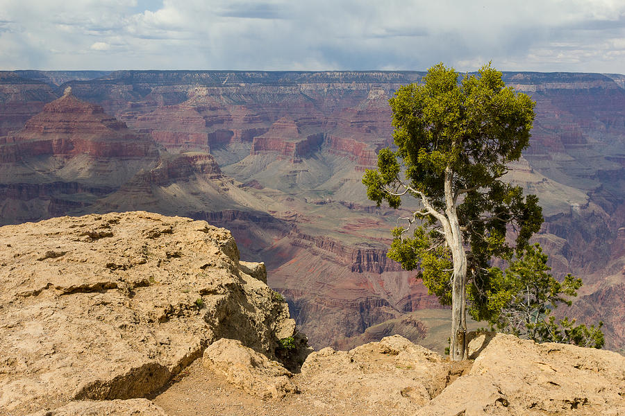 Overlooking the Grand Canyon Photograph by Penny Meyers