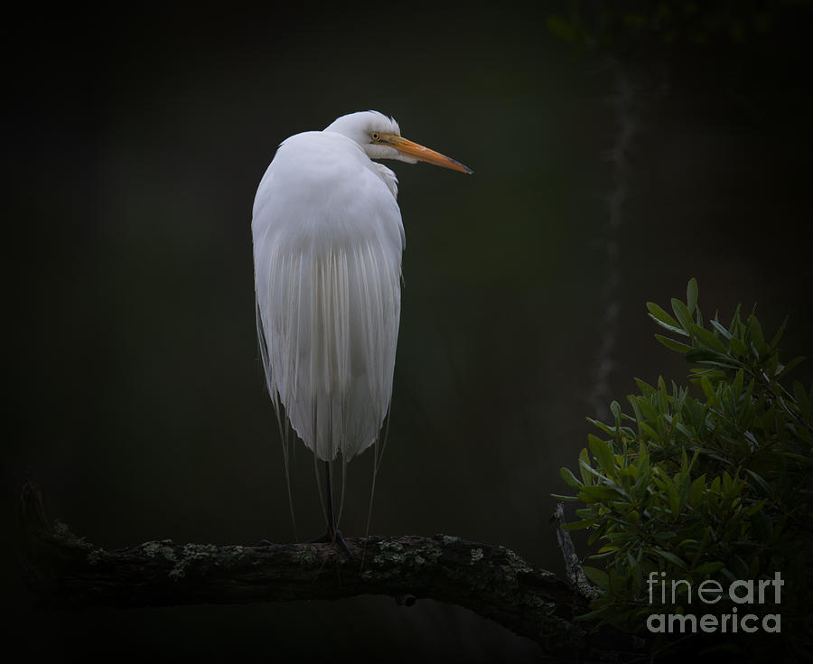 Egret Photograph - Overlooking the Marsh by Dale Powell