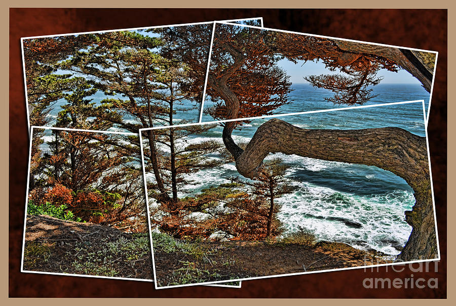 Tree Photograph - Overlooking the Pacific Ocean from Fitzgerald Reserve  by Jim Fitzpatrick