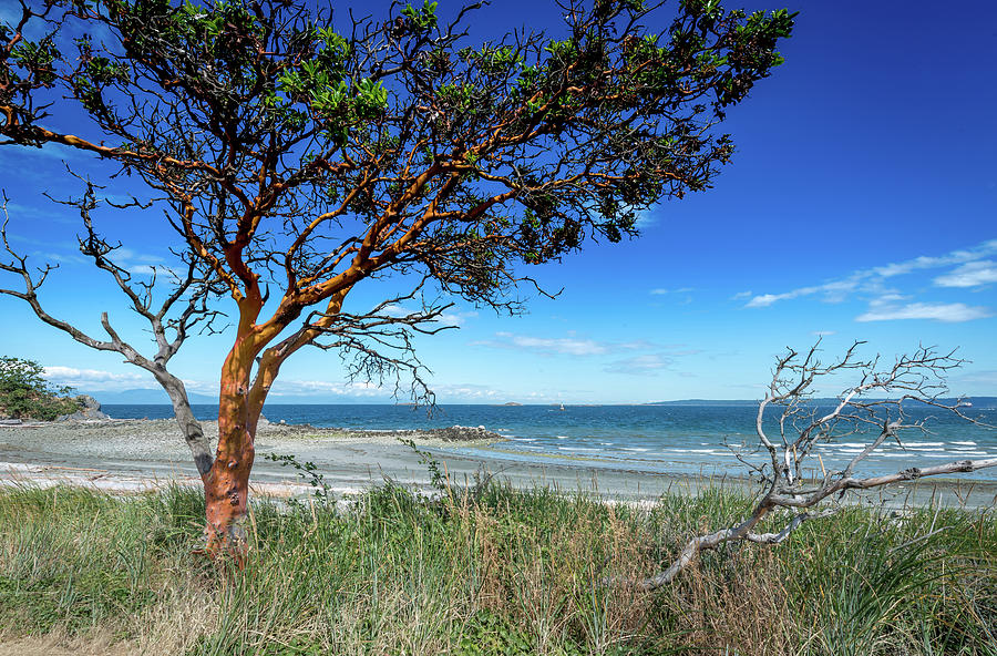Summer Photograph - Overlooking the Straits by Phil And Karen Rispin