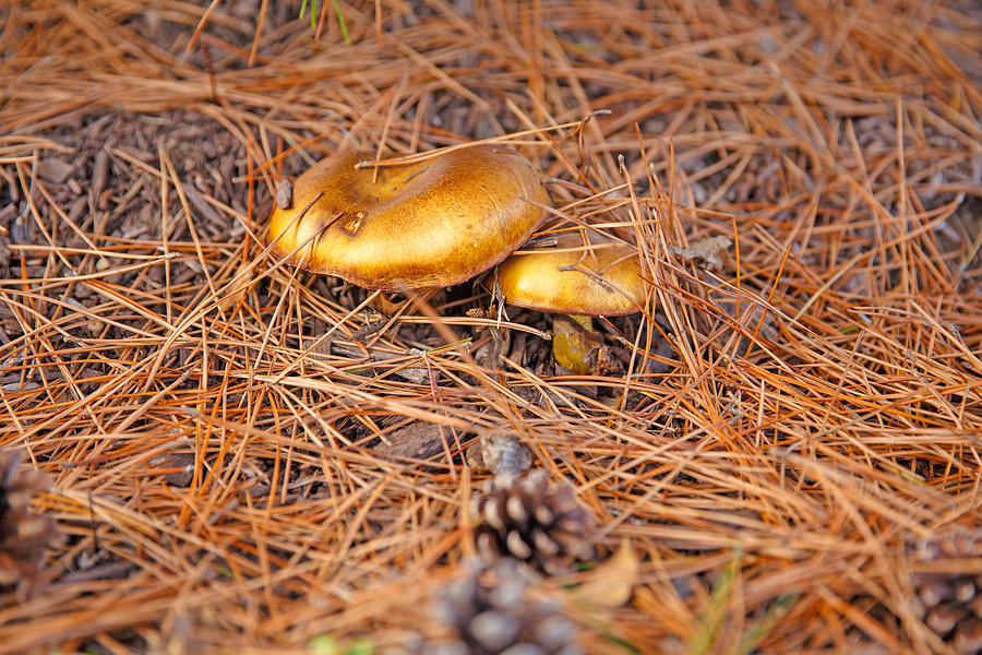 Overnight Golden Mushrooms Photograph by Allan Levin