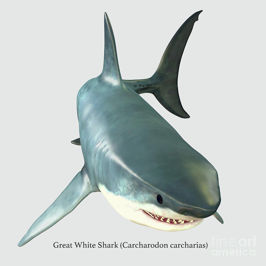 Overview Great White Shark Digital Art by Corey Ford
