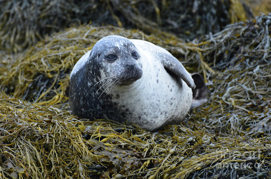 Overweight Harbor Seal Photograph by DejaVu Designs - Fine Art America