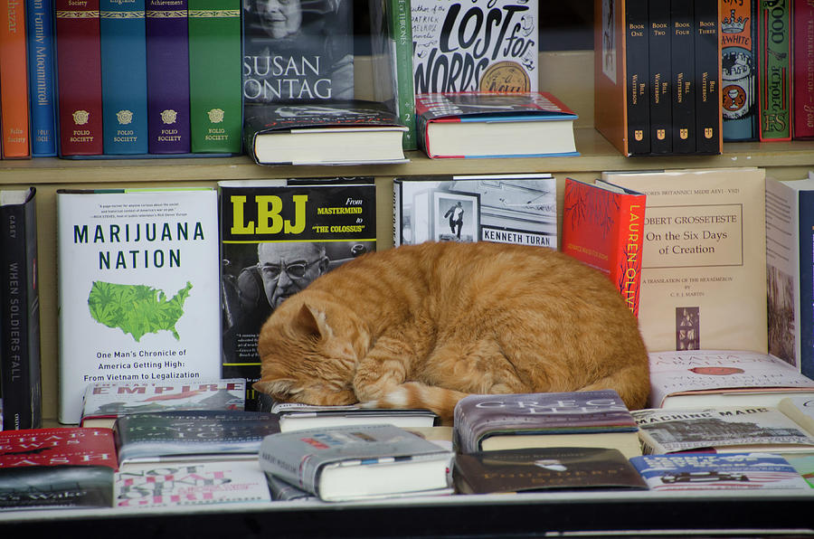 Owen at the Bookstore Photograph by Erik Burg