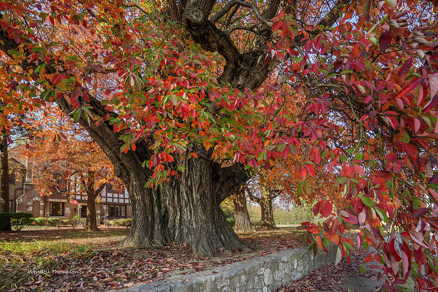 Owensboro Sassafras  Tree Photograph by Wendell Thompson