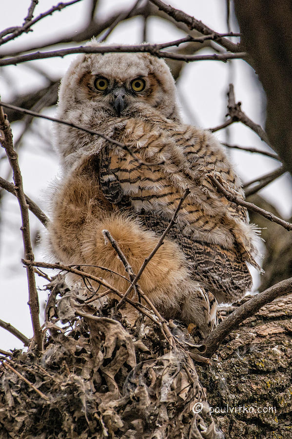 Owl # 2 Photograph by Paul Vitko