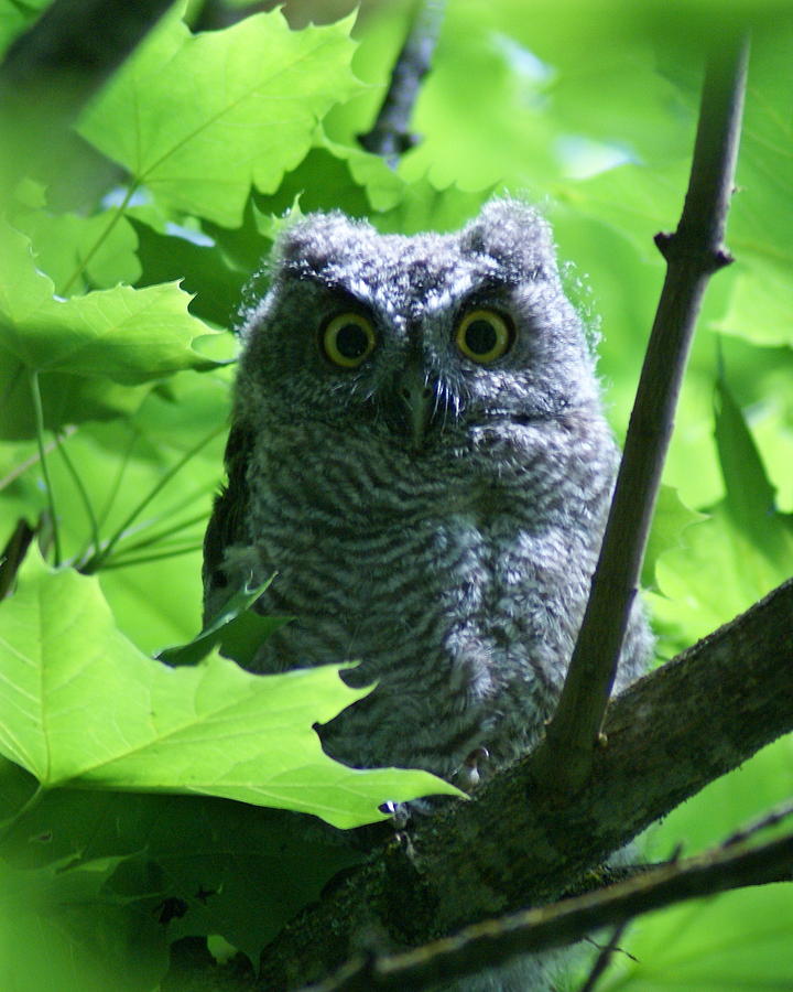 Owl 1 Photograph by Ben Upham III