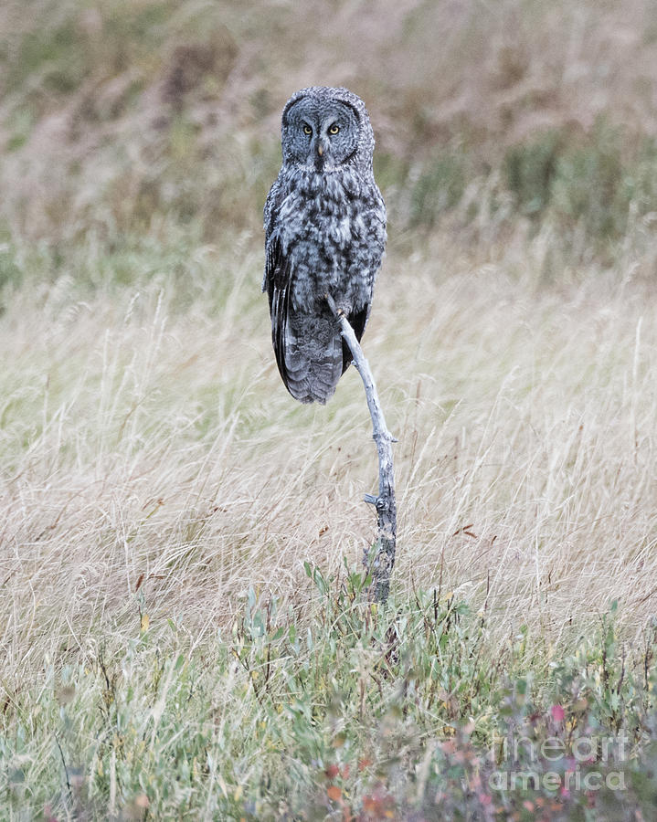 Owl 3 Photograph by Steven Natanson