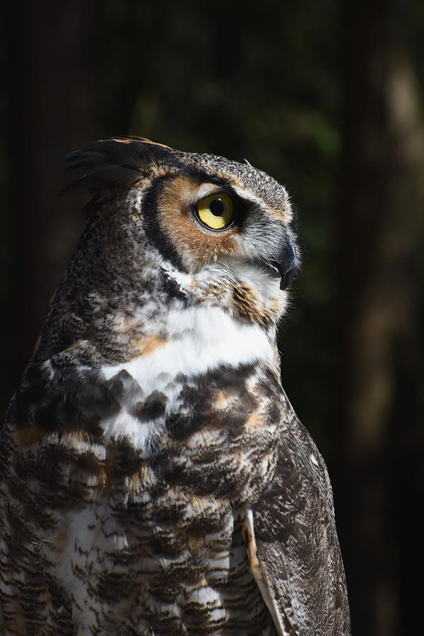 Owl 411 Photograph by Joyce StJames