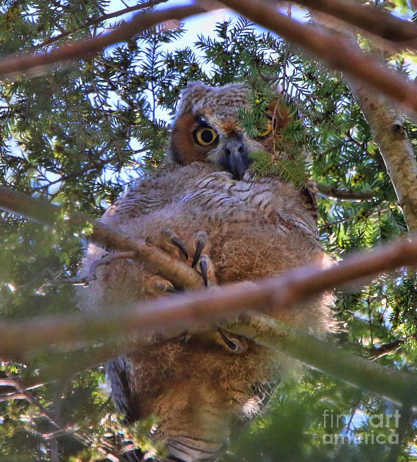 Owl 4180 Photograph by Jack Schultz